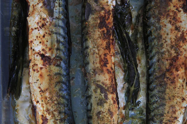 Fundo dos peixes de sarda — Fotografia de Stock