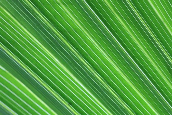 Текстура зеленої пальми — стокове фото