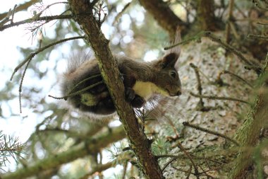 Sincap tre üzerinde dinleniyor