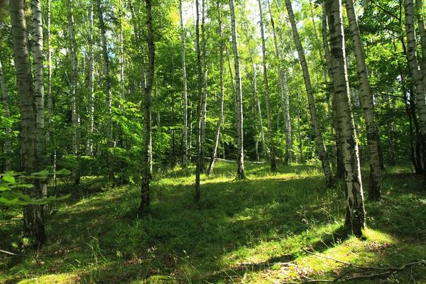 Foresta verde scuro — Foto Stock