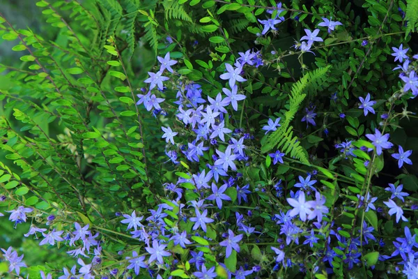 Unbekannte blaue Blüten — Stockfoto
