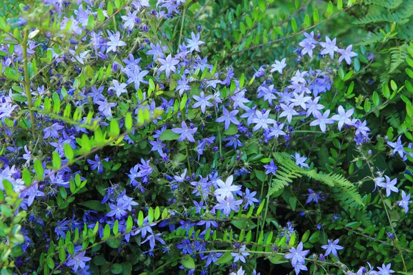 Unbekannte blaue Blüten — Stockfoto