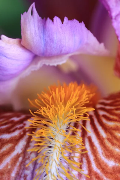 Detalhe do flowe da íris — Fotografia de Stock