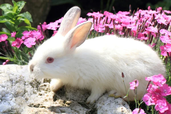 Rabbit in the violet flowers — стоковое фото