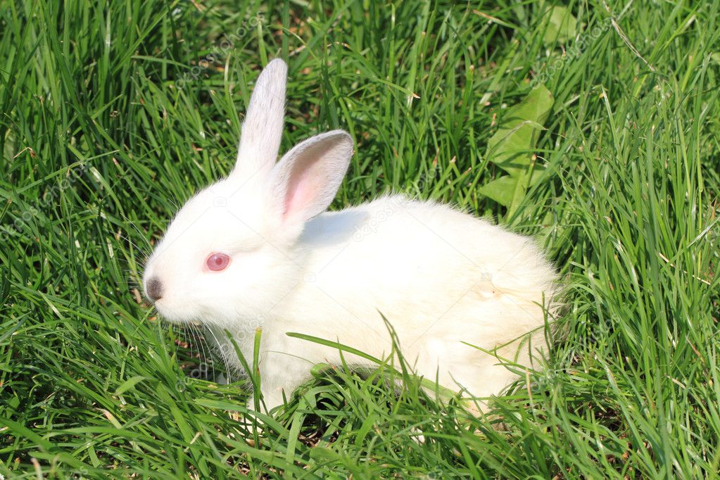 small rabbit in the grass