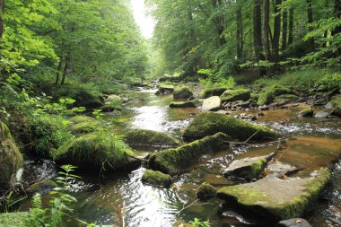 Yeşil bahar ormandaki nehir