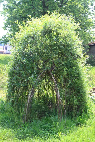 绿色植物的柳条房子 — 图库照片