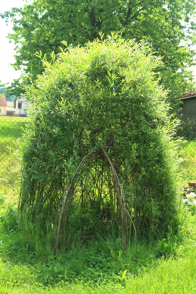 绿色植物的柳条房子 — 图库照片