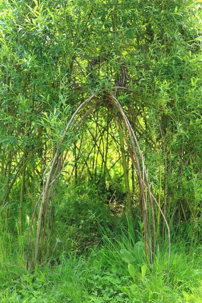 Rieten huis van groene planten — Stockfoto