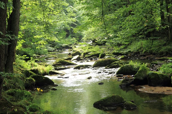 stock image river in the green spring forest