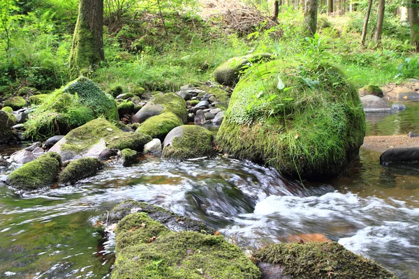 Rivière dans la forêt verte de printemps — Photo
