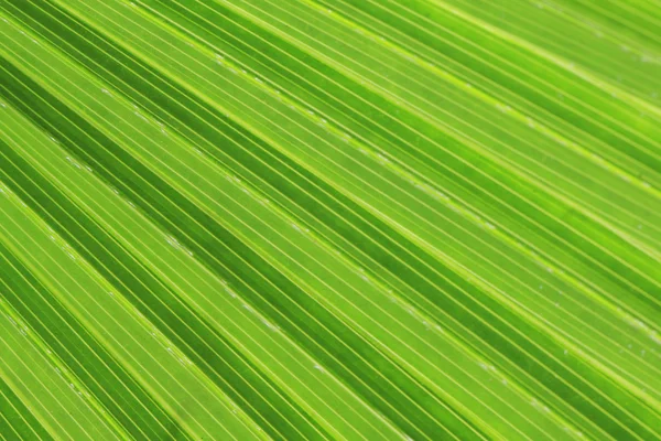 Green palm tree textur — Stockfoto