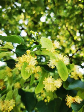 Basswood çiçek dokusu güzel doğal bir arka plan.