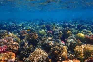 Makadi Körfezi, Mısır 'daki Kızıl Deniz Mercan Resifi, 