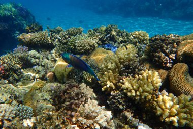 Makadi Körfezi, Mısır 'daki Kızıl Deniz Mercan Resifi, 
