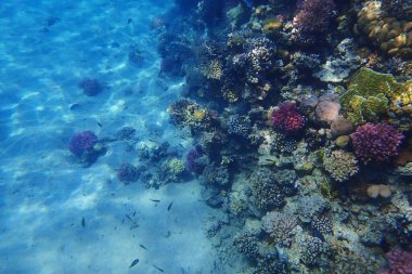 Makadi Körfezi, Mısır 'daki Kızıl Deniz Mercan Resifi, 