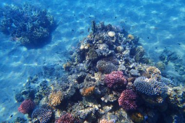 Makadi Körfezi, Mısır 'daki Kızıl Deniz Mercan Resifi, 