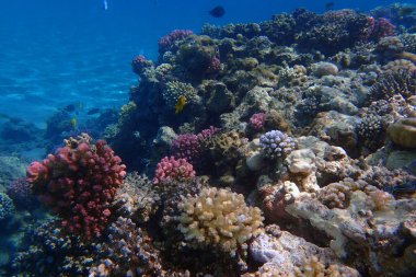 Makadi Körfezi, Mısır 'daki Kızıl Deniz Mercan Resifi, 