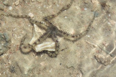 Mısır sahilindeki Karadeniz Yıldızı