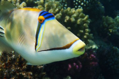 Picasso Kızıl Deniz 'de Tetikleyici Balığı Mısır     