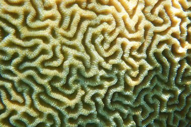 Güzel bir arka plan olarak mercan hayvanının ayrıntıları      