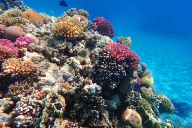 Makadi Körfezi, Mısır 'daki Kızıl Deniz Mercan Resifi, 