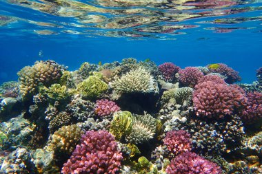 Mısır 'daki mercan denizi çok güzel bir arka plan.