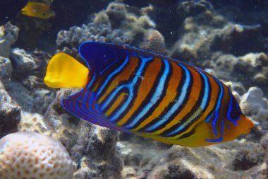 Kızıl Deniz mercan resifinde kraliyet melek balığı (Pygoplites diacanthus)