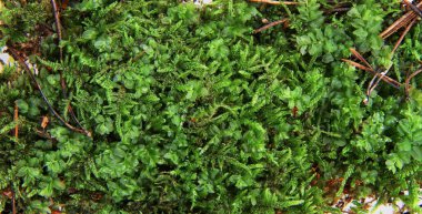 Yeşil yosun dokusu çok güzel doğal bir arka plan.