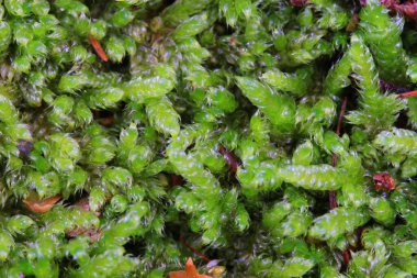 Yeşil yosun dokusu çok güzel doğal bir arka plan.