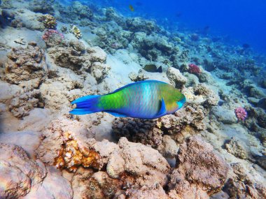 Mısır 'dan gelen papağan balığı güzel bir kızıl deniz hayvanı gibidir.