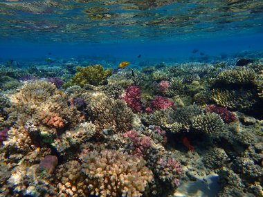 Makadi Körfezi, Mısır 'daki Kızıl Deniz Mercan Resifi, 