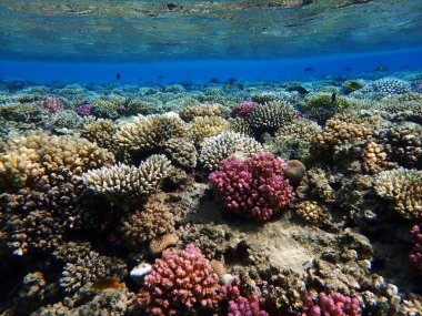 Makadi Körfezi, Mısır 'daki Kızıl Deniz Mercan Resifi, 