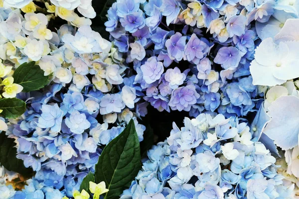Colore Fresco Hortensia Fiori Texture Come Sfondo Molto Bello — Foto Stock