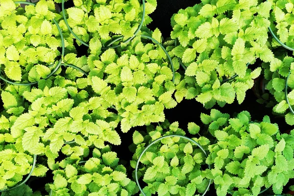 Melisse Növény Textúra Mint Szép Gyógynövény Háttér — Stock Fotó