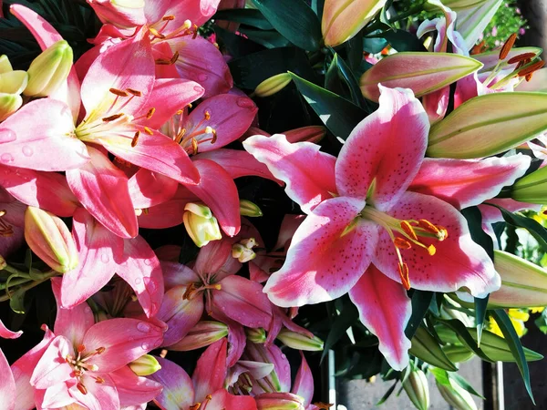 Pink Lilly Flower Texture Nice Natural Background — Stock Photo, Image