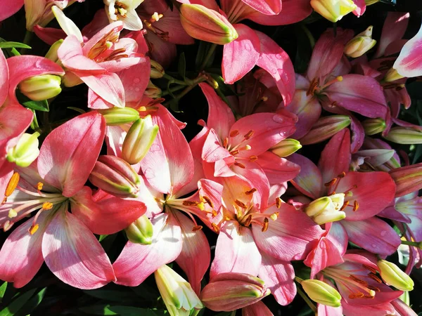 Pink Lilly Flower Texture Nice Natural Background — Stock Photo, Image