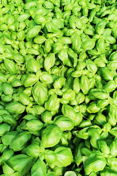 緑のバジルの木の食感がいい野菜の背景 — ストック写真