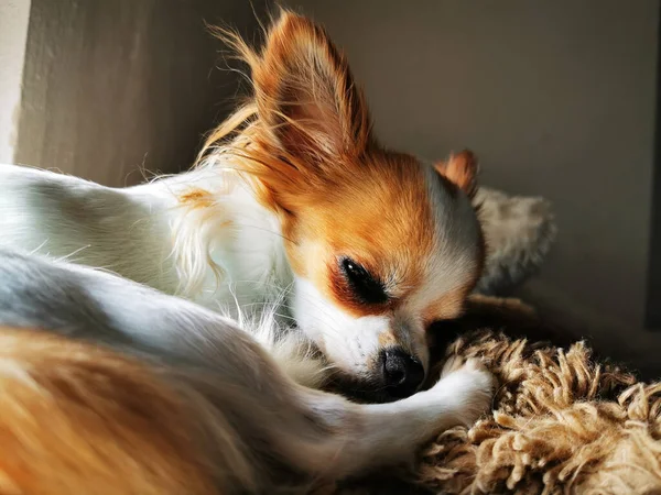 Chihuahua Violka Está Descansando Sua Doce Casa — Fotografia de Stock