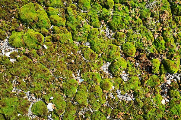 绿色苔藓的质感是很好的自然背景 — 图库照片