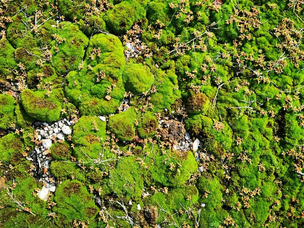 绿色苔藓的质感是很好的自然背景 — 图库照片