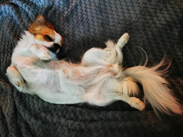 Chihuahua Violka Está Descansando Dulce Hogar — Foto de Stock