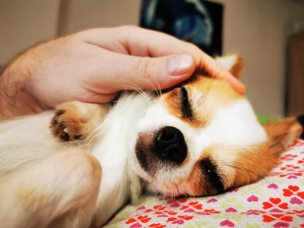 Chihuahua Violka Repose Dans Douce Maison — Photo