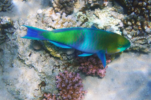 Papegojfiskar Från Egypten Som Fina Röda Havsdjur — Stockfoto