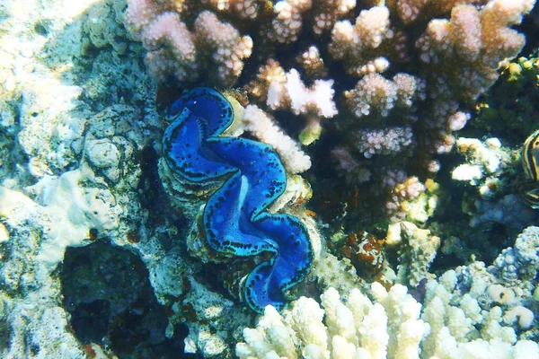 Giant Clam Red Sea Very Nice Animal — Stock Photo, Image