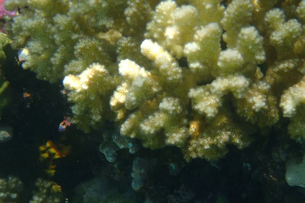 紅海のサンゴの詳細はとてもいい背景です — ストック写真