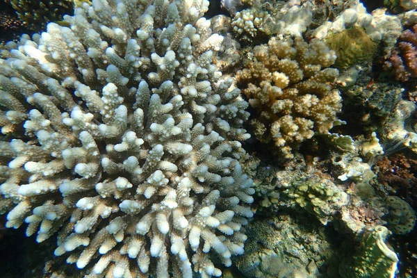 Detalj Korall Det Röda Havet Som Mycket Trevlig Bakgrund — Stockfoto