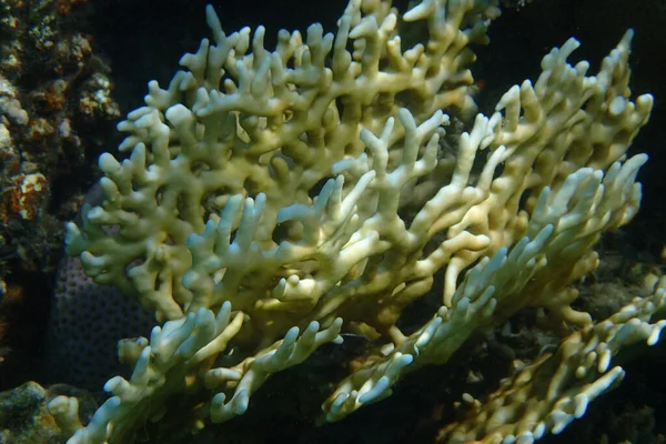 Detalj Korall Det Röda Havet Som Mycket Trevlig Bakgrund — Stockfoto