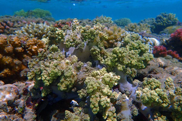 Koralowe Morze Egipcie Jako Bardzo Ładne Tło — Zdjęcie stockowe