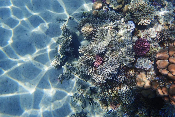 Mar Coral Egito Como Fundo Muito Bom — Fotografia de Stock